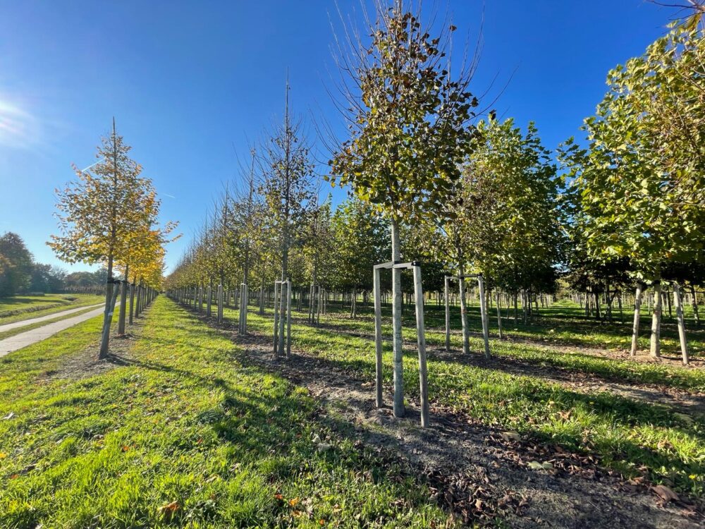 sadzenie drzew w mieście