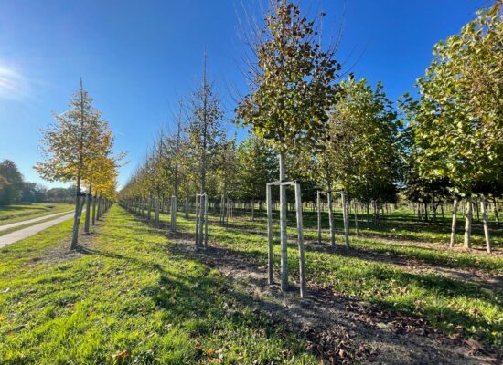 sadzenie drzew w mieście