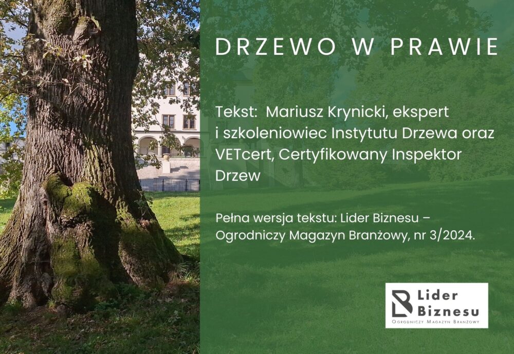 drzewo w prawie - okładka posta