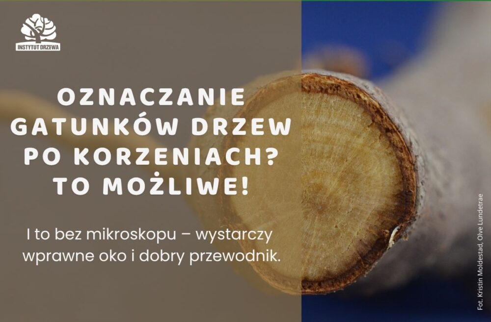 Oznaczanie gatunków drzew po korzeniach. To możliwe